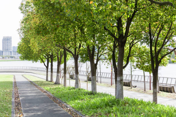 istock The road in the park 1391585583