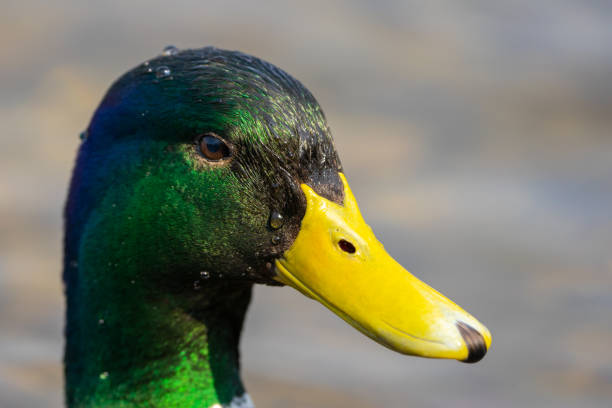 istock Mallard duck close up on the water 1391585734