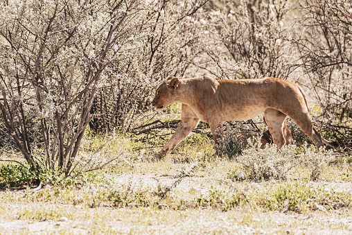 Rear view of two lion cubs walking in nature. Copy space.