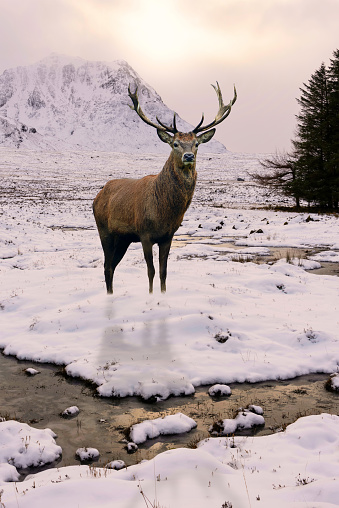 Composite image of red deer stag in Scottish lHighlands landsdcape during beautiful sunrise