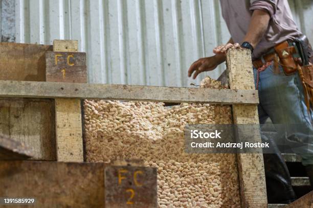 Mixing Fermented Cocoa Seeds In The Ecological Production Of Cocoa And Chocolate Stock Photo - Download Image Now