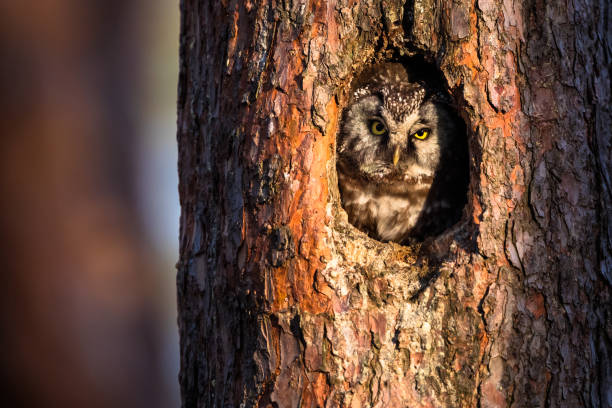 istock Boreal owl or Tengmalm's owl (Aegolius funereus) 1391588432