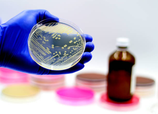 cultivo microbiano de staphylococcus aureus en el laboratorio de microbiología - mrsa infectious disease bacterium science fotografías e imágenes de stock