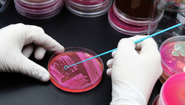 Handling of microorganisms in the laboratory, Blue microbiological inoculation loop Handling of microorganisms in the laboratory, Blue microbiological inoculation loop plasmids stock pictures, royalty-free photos & images