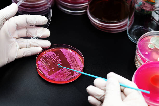 istock Handling of microorganisms in the laboratory, Blue microbiological inoculation loop 1391588725