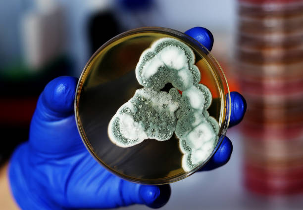 foto en primer plano de una colonia de moho cultivada en una placa de petri - penicillium fotografías e imágenes de stock