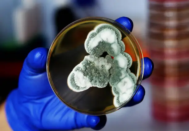 Close-up photo of mold colony grown in a Petri dish