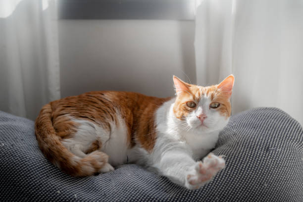 istock brown and white cat with yellow eyes lying on a sofa under the window 1391590371