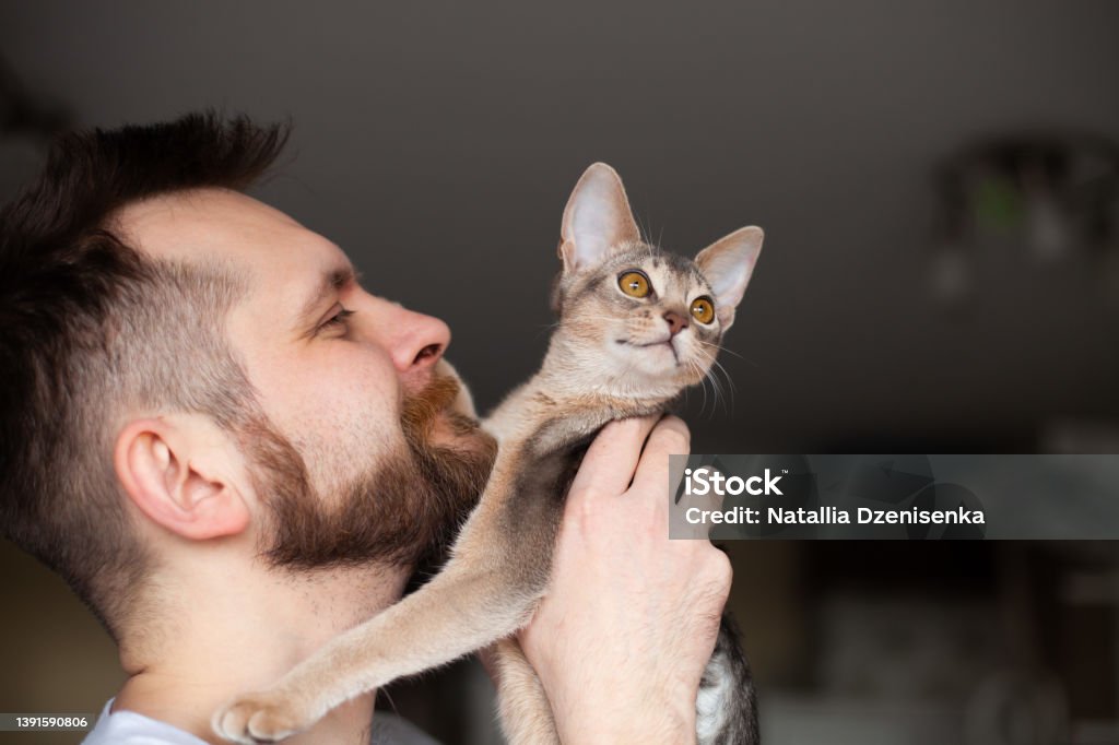 Close up of bearded man holding his grey cat on grey background. Close up of bearded man holding his grey cat on grey background. Cute Abyssinian kitten of blue color with amber eyes. Love relationship between human and cat. Pets care. Cat day. Selective focus. Abyssinian Cat Stock Photo