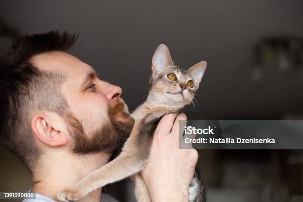 Close Up Of Bearded Man Holding His Grey Cat On Grey Background Stock Photo - Download Image Now