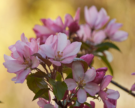 Crab Apple Blossom in the Garden
