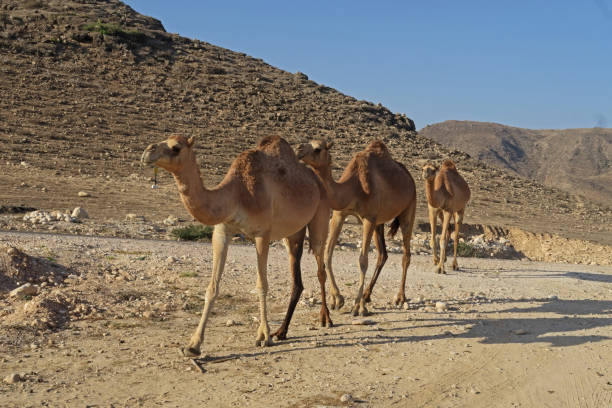 istock camels walking in line 1391593895