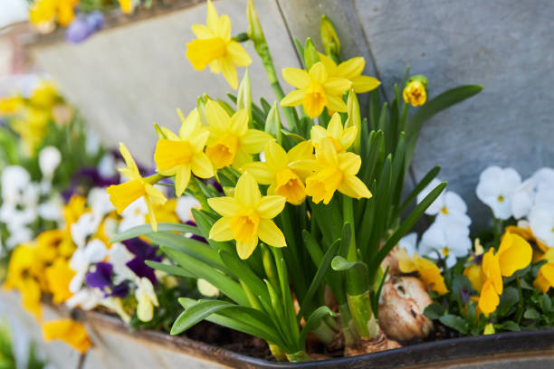 Dwarf Tate-a-tete Daffodils 'Narcissus' in bloom. Dwarf Tate-a-tete Daffodils 'Narcissus' in bloom. Spring flowers. Close up of narcissus flowers blooming in a garden plant bulb stock pictures, royalty-free photos & images