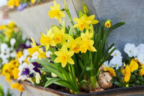 карликовые нарциссы татэ-а-тет 'нарцисс' в цвету. - daffodil стоковые фото и изображения