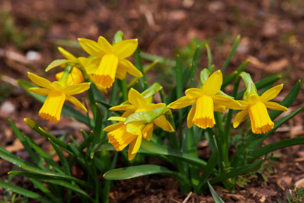 Dwarf Tate-a-tete Daffodils 'Narcissus' in bloom. stock photo
