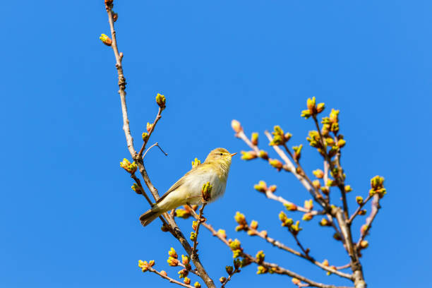 istock Warbler bird on a tree branch with leaf buds 1391594951