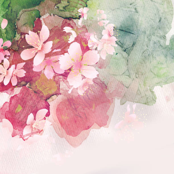 cherry blossom, watercolor image for design