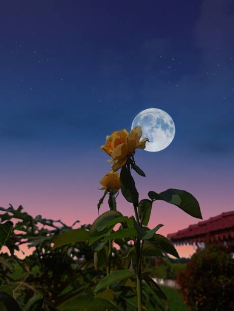 istock Yellow rose flower blooming 1391596844