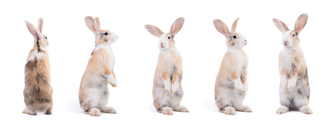 Many variety action of rabbit standing isolated on white background. Adorable bunny rabbit in many motion. Easter season, symbol for celebration. Looking around and sniffing\