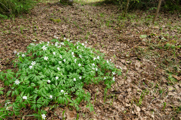 istock Wood anemone (Anemone nemorosa) blooming on the forest floor in springtime. 1391597937