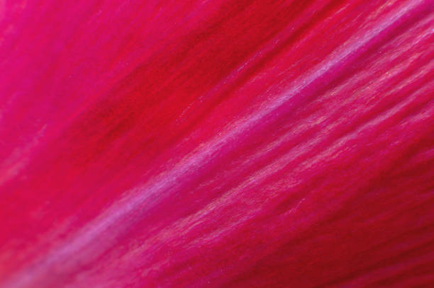 Extreme macro Bright close-up of a flower petal in pink. Abstract flower petal texture background. stock photo