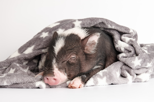 Cute mini pig in warm blanket on white background. Exotic pets.