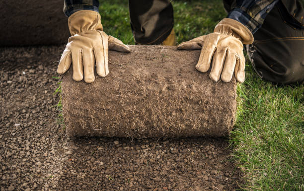 istock Natural Grass Roll Installed by Professional Gardener 1391599373