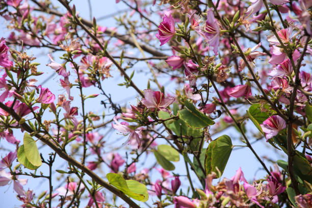 istock Beautiful Bauhinia purpurea tree in Alicante 1391601295