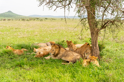 Lions (Panthera leo) in Serengeti National Park, Tanzania, Africa