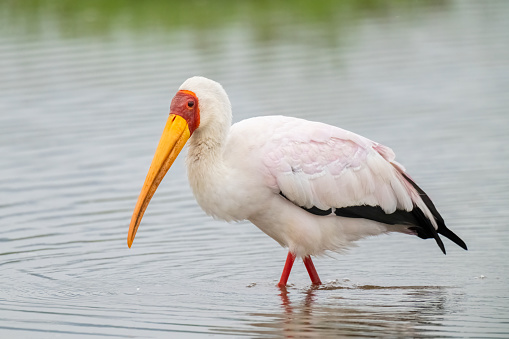 Yellow-billed stork (Mycteria ibis). Ngorongoro Crater, Tanzania, Africa