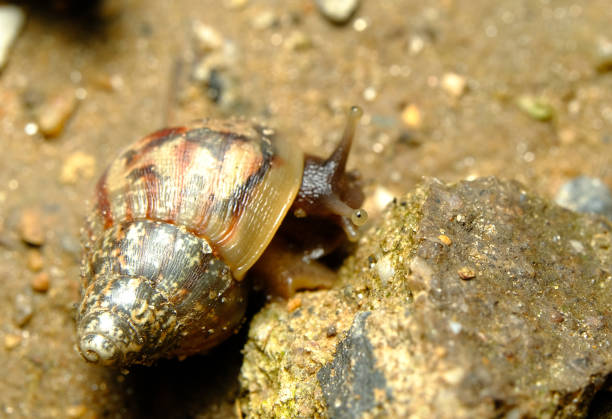 istock Close-up of snail on the ground 1391602123