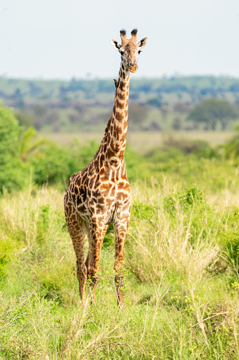 Masai Giraffe(Giraffa tippelskirchi) in Serengeti National Park, Tanzania, Africa