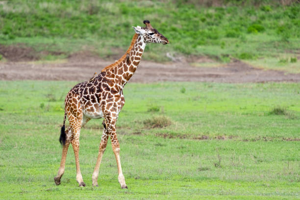 istock Giraffe with Oxpeckers Walking Across the Grassy Savannah 1391602242
