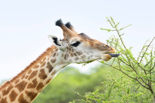 Girafffe Grazing on Acacia Close-up Masai giraffe (Giraffa camelopardalis tippelskirchi), Giraffe close-up grazing on an Acacia tree. Tarangire National Park, Tanzania, Africa masai giraffe stock pictures, royalty-free photos & images