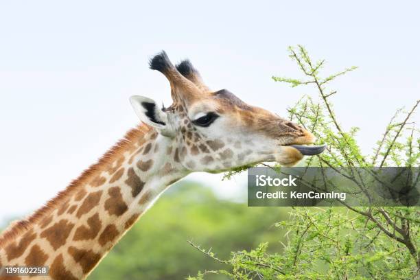 Girafffe Grazing On Acacia Closeup Stock Photo - Download Image Now - Giraffe, Eating, Tanzania