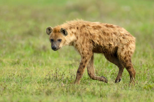 Hyena on the open Savannah Spotted hyena (Crocuta crocuta). Ngorongoro Crater, Tanzania, Africa spotted hyena photos stock pictures, royalty-free photos & images