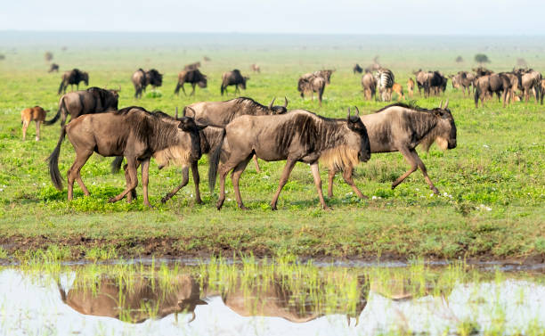 istock Wildebeest Herd on the African Savannah 1391602736