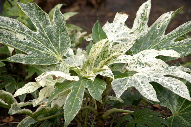 istock Variegated green castor plant leaves 1391604705