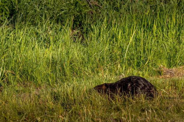 istock Beaver wanders through the grass Elk Island National Park Alberta Canada 1391604829