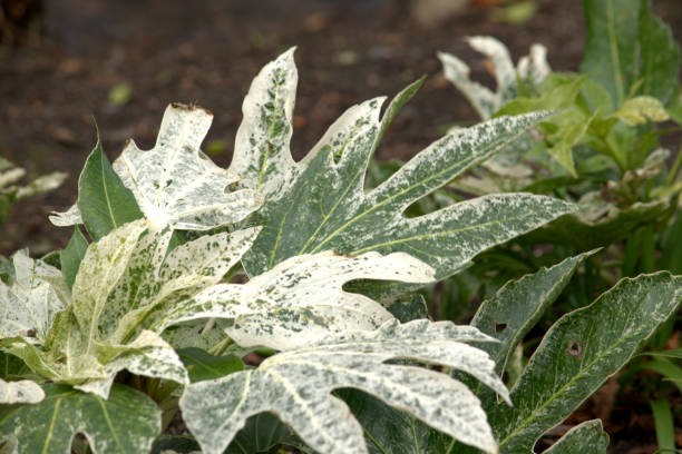 istock Variegated green castor plant leaves 1391604833
