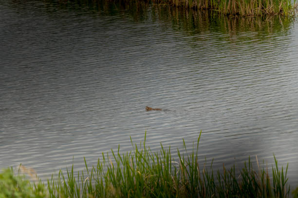 istock Muscat swimming and feathering nest Kneehill County Alberta Canada 1391605198