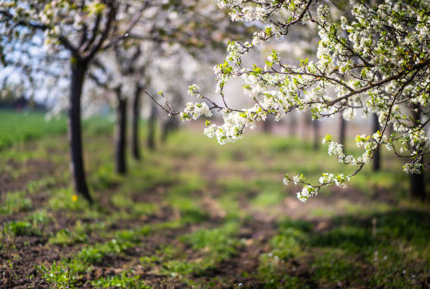 arbre avec des fleurs de printemps blanches de cerisier dans le jardin. - orchard flower apple tree tree photos et images de collection