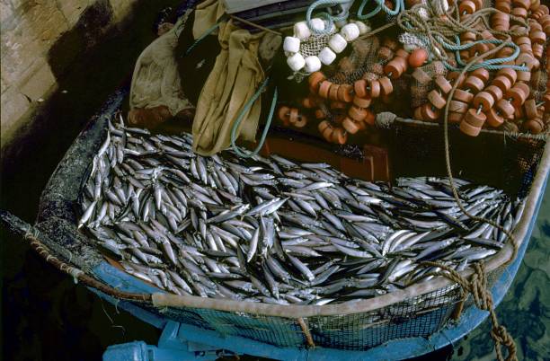 istock Catch of the Day, Sardinia 1391608577