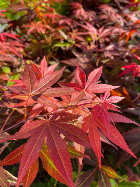 istock Full frame image of fresh red Spring leaves of Japanese maple (Acer Palmatum), focus on foreground 1391608992