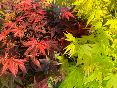 Stock photo showing close-up view of the bright red, yellow and green leaves growing on Japanese maples (Acer palmatum). The contrasting foliage is especially attractive in the full sun, showing that most maples do not require shade in the garden.