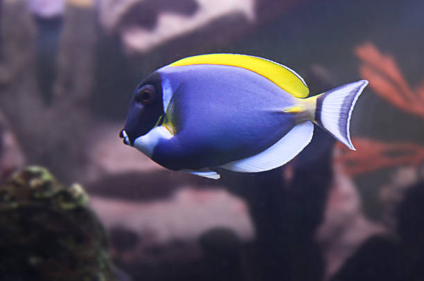 istock Tropical reef fish - Clownfish Amphiprion ocellaris Macro with shallow DOF 1391612792