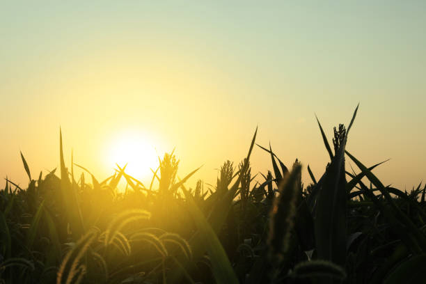 Picturesque view of corn field in morning