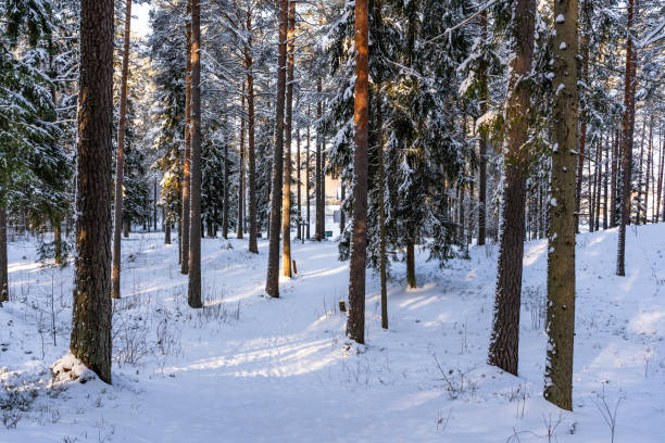 sonniger wintertag im pinienwald, abstrakter hintergrund - 5898 stock-fotos und bilder