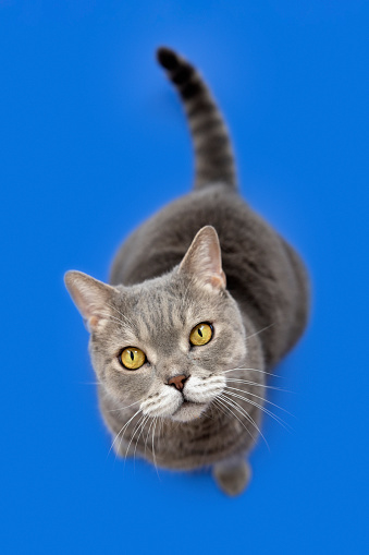 British shorthair cat 8 years old. Hungry British shorthair cat wants to food on blue ground