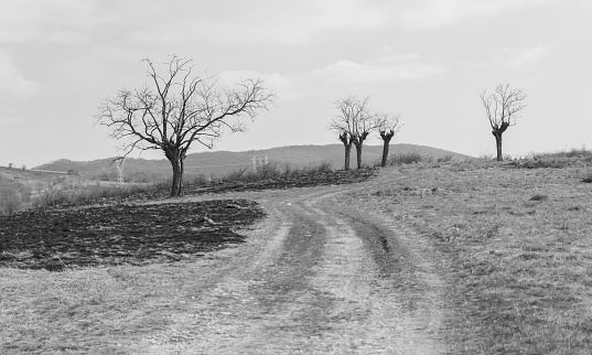 A burnt field seen in black and white print